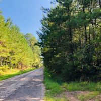 88 Acres  North of Columbia  MS images 2