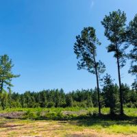 88 Acres  North of Columbia  MS images 3