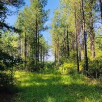 88 Acres  North of Columbia  MS images 4