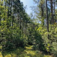88 Acres  North of Columbia  MS images 5