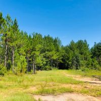 88 Acres  North of Columbia  MS images 6