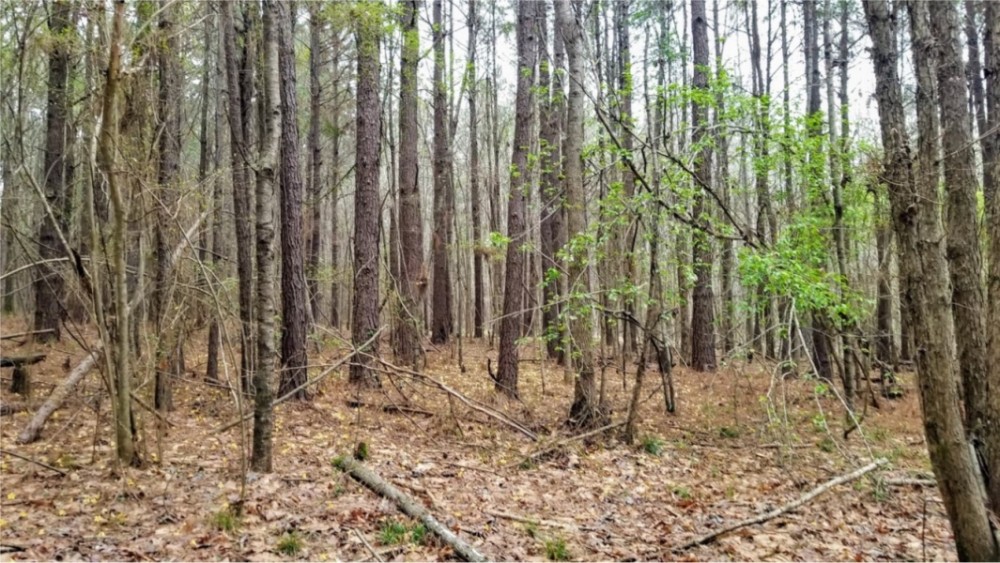 55 Acres in Copiah County in Hazlehurst  MS featured image