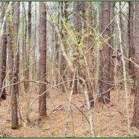 55 Acres in Copiah County in Hazlehurst  MS images 3