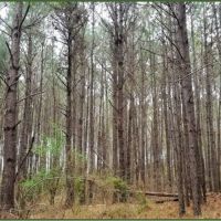 55 Acres in Copiah County in Hazlehurst  MS images 4