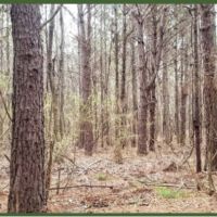 55 Acres in Copiah County in Hazlehurst  MS images 5