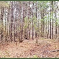 55 Acres in Copiah County in Hazlehurst  MS images 6