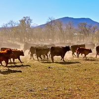 Indian Creek Ranch images 4