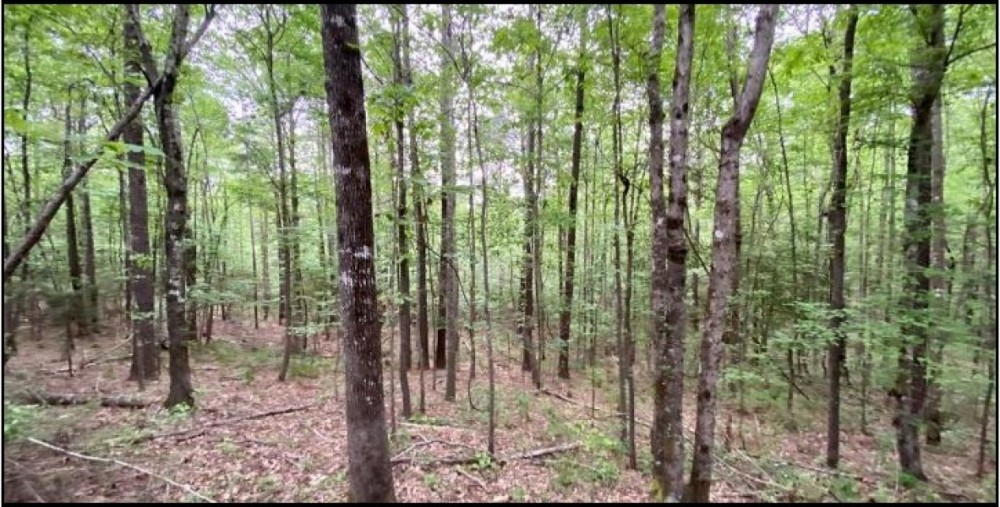 33 Acres in Lawrence County in Silver Creek  MS featured image