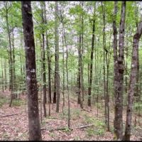 33 Acres in Lawrence County in Silver Creek  MS