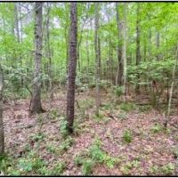 33 Acres in Lawrence County in Silver Creek  MS images 2