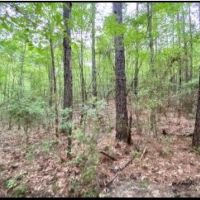 33 Acres in Lawrence County in Silver Creek  MS images 5