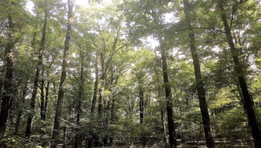 195 Acres in Hinds County in Clinton  MS featured image