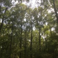 195 Acres in Hinds County in Clinton  MS images 4
