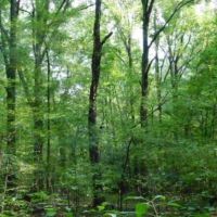 195 Acres in Hinds County in Clinton  MS images 5