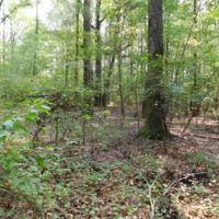 195 Acres in Hinds County in Clinton  MS images 6