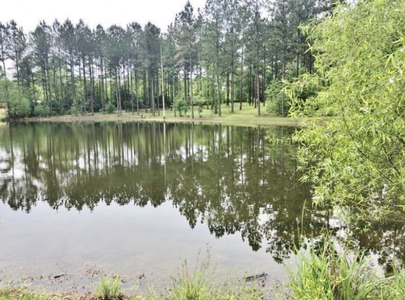 Turnkey Hunting Camp  71 Acres  Magnolia  Pike County  MS featured image