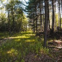 81 Acres in Marquette County with Whitetail and Turkey images 6