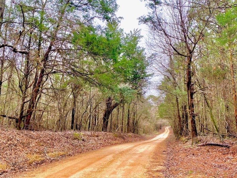 68 Heavily Timbered Acres in Amite County &nbsp; MS featured image