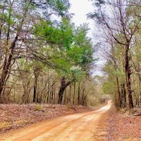 68 Heavily Timbered Acres in Amite County &nbsp; MS