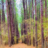 68 Heavily Timbered Acres in Amite County &nbsp; MS images 2
