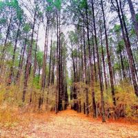68 Heavily Timbered Acres in Amite County &nbsp; MS images 3
