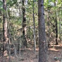 68 Heavily Timbered Acres in Amite County &nbsp; MS images 4