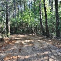 68 Heavily Timbered Acres in Amite County &nbsp; MS images 5