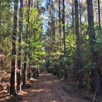 68 Heavily Timbered Acres in Amite County &nbsp; MS images 6