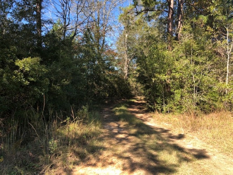 15.3 Acres in Walthall County featured image