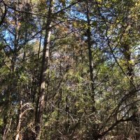 15.3 Acres in Walthall County images 2