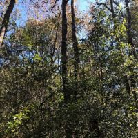 15.3 Acres in Walthall County images 3