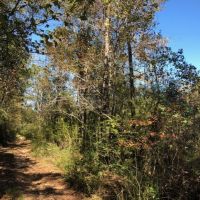 15.3 Acres in Walthall County images 4