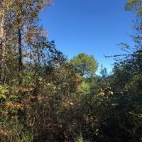 15.3 Acres in Walthall County images 5