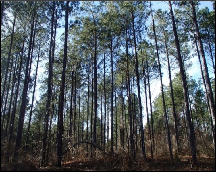 110 Acres in Noxubee County in Macon  MS featured image