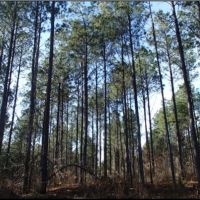 110 Acres in Noxubee County in Macon  MS