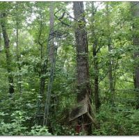 110 Acres in Noxubee County in Macon  MS images 2