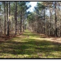 110 Acres in Noxubee County in Macon  MS images 4