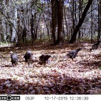 Great Deer and Duck Property in North Eastern Sauk County images 3