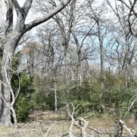 Hunting &nbsp; Recreational Land For Sale in Robertson County  TX images 6