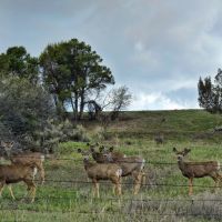 San Juan Mountain Ranch images 5
