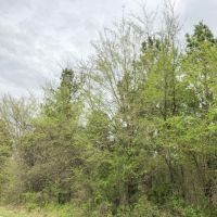 158 Acres &nbsp; CR 4308 &nbsp; Tract 1004 images 5