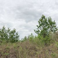 158 Acres &nbsp; CR 4308 &nbsp; Tract 1004 images 6
