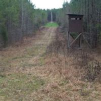 6000+ Acres of Private Whitetail Deer & Wild Turkey Hunting in S.E. Alabama