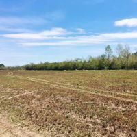 479 Acre Large Land Tract for Sale East Feliciana Parish  LA images 4