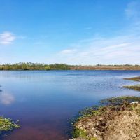 479 Acre Large Land Tract for Sale East Feliciana Parish  LA images 6