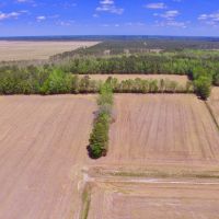Farm Hunting tract for sale Beaufort Pitt County  NC line