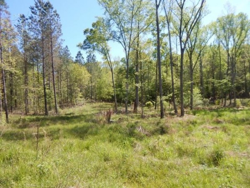 86.3 Acres in Carroll County in Carrollton  MS featured image