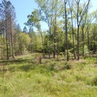 86.3 Acres in Carroll County in Carrollton  MS