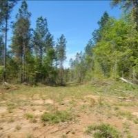 86.3 Acres in Carroll County in Carrollton  MS images 2