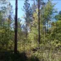 86.3 Acres in Carroll County in Carrollton  MS images 4